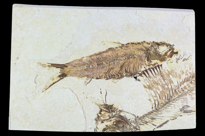 Fossil Fish Plate (Knightia, Diplomystus) - Wyoming #108317